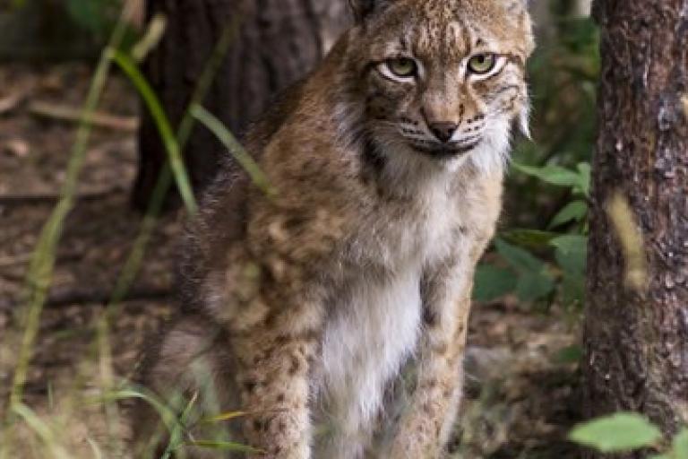 Lynx